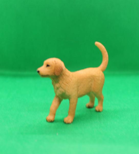 Mojo Hund Golden Retriever Welpe